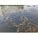 Immagine: Myriophyllum aquaticum nelle acque del Po: gli interventi di eradicazione manuale saranno effettuati dal Comune di Torino in accordo con la Regione Piemonte