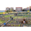 Immagine: ‘Orto Domingo’, il primo orto urbano su suolo pubblico della città di Bari