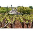 Immagine: Al Vinitaly altre dieci grandi aziende vitivinicole aderiscono al progetto Viva ‘per migliorare la sostenibilità della filiera vitivinicola’
