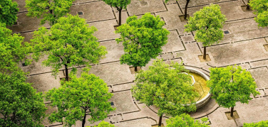 Torino, seconda edizione del bando “Cittadino albero. Spazio pubblico, verde e sociale”