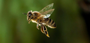 Le api per monitorare la qualità dell'aria di Roma: presentato il progetto 'Apincittà'