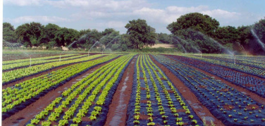 FederBio e Assobioplastiche siglano un’intesa per l’impiego di bioteli in agricoltura biologica