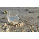 Immagine: Puglia, il Tar sospende l'ordinanza regionale contro la plastica monouso nei lidi balneari