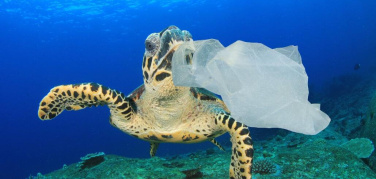 Nel Mediterraneo quasi 50 mila esemplari di 116 specie diverse hanno ingerito plastica