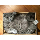 Immagine: Comieco: ‘Stop alla raccolta differenziata delle scatole di cartone per un giorno: l’8 agosto, pensate ai vostri gatti’
