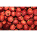 Immagine: 'Quelle imperfette buttale a terra': lo spreco alla raccolta delle mele, una testimonianza