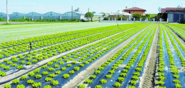 Stati Uniti: lo Stato della California approva i teli 'soil biodegradable' certificati secondo lo standard EN 17033