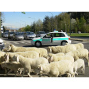 Immagine: Tornano le pecore in città
