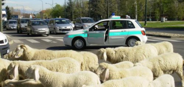 Tornano le pecore in città